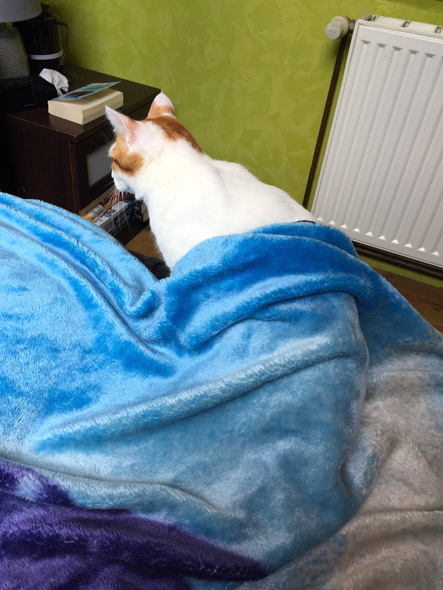 Spyro a rejoint le concours — aidez-le/la à gagner de superbes lots ! bed, bed_sheet, bedding, bedroom, box, carnivore, cat, comfort, companion_dog, domestic_short_haired_cat, fawn, felidae, fur, grey, linens, mattress, small_to_medium_sized_cats, tail, whiskers, wood