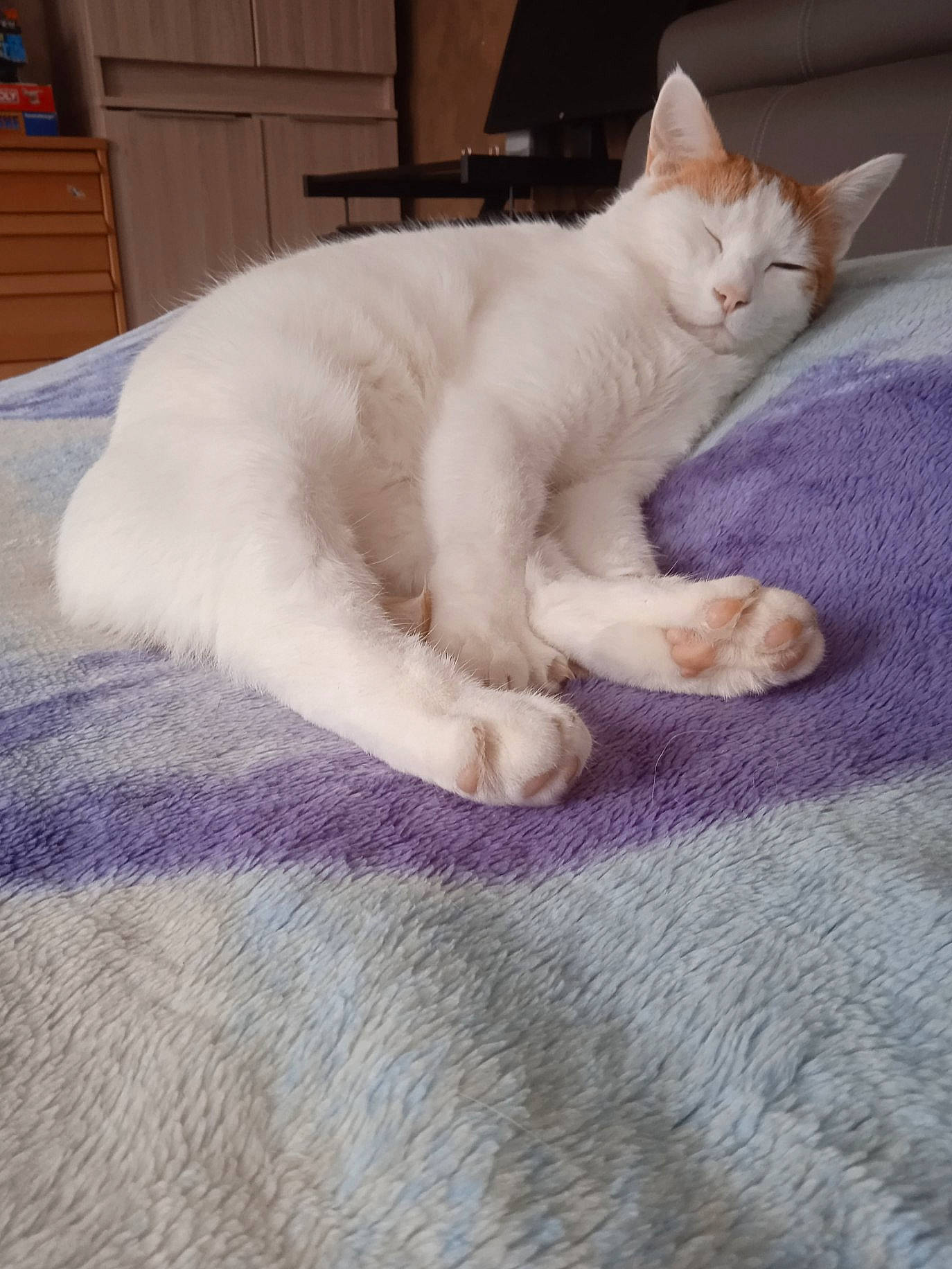 Spyro a rejoint le concours — aidez-le/la à gagner de superbes lots ! cabinetry, carnivore, cat, chest_of_drawers, claw, comfort, domestic_short_haired_cat, drawer, dresser, fawn, felidae, foot, fur, jaw, linens, paw, small_to_medium_sized_cats, snout, tail, whiskers