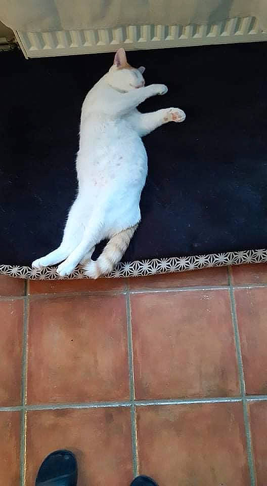 Spyro a rejoint le concours — aidez-le/la à gagner de superbes lots ! art, carnivore, cat, domestic_short_haired_cat, felidae, flooring, fur, hardwood, paw, small_to_medium_sized_cats, snout, tail, tile_flooring, whiskers, window, wood