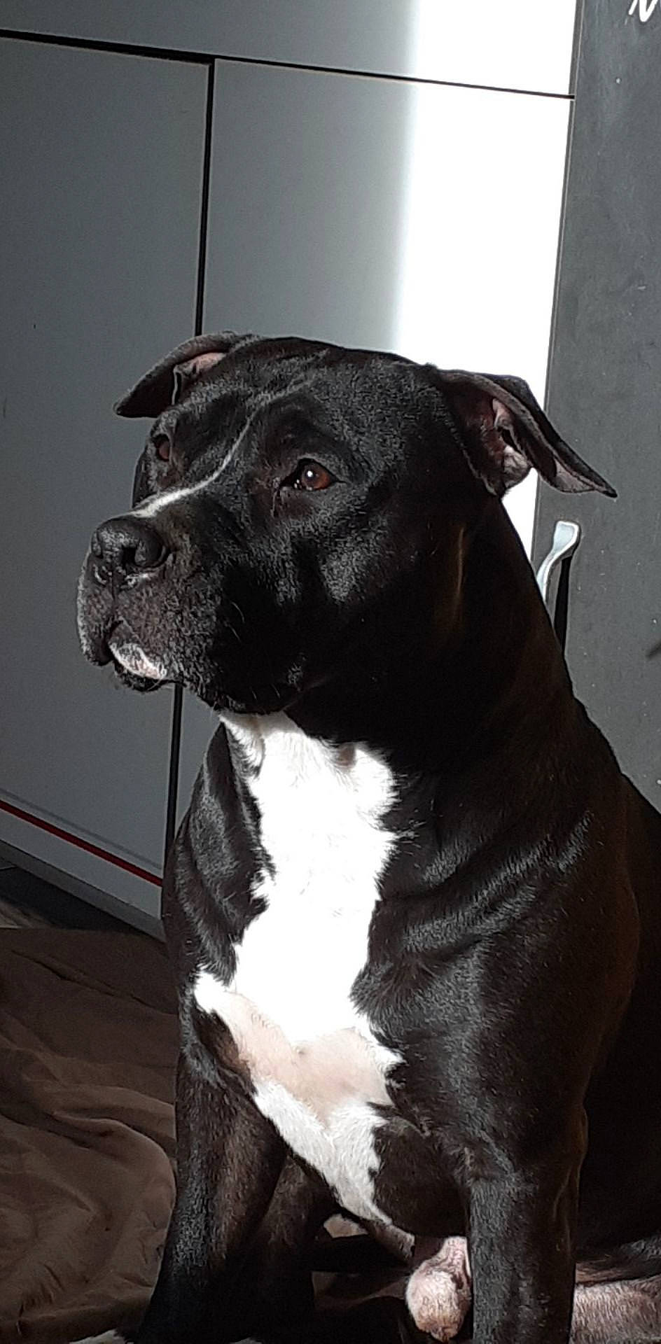 Lino participe au concours pour gagner de l'argent avec cette photo : borador, carnivore, collar, companion_dog, dog, dog_breed, dog_collar, fur, guard_dog, monochrome_photography, non_sporting_group, pet_supply, snout, sporting_group, terrestrial_animal, terrier, whiskers, working_animal, working_dog