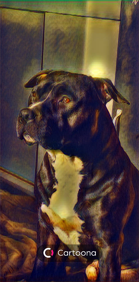 Lino participe au concours pour gagner de l'argent avec cette photo : art, carnivore, collar, companion_dog, dog, dog_breed, dog_collar, fur, guard_dog, liver, metal, pet_supply, snout, sporting_group, terrestrial_animal, tints_and_shades, visual_arts, whiskers, window, working_animal