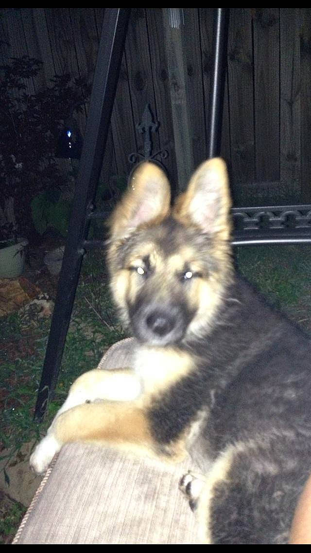 Lana is registered to the contest to win money with this photo: ancient_dog_breeds, canidae, canis, carnivore, companion_dog, dog, dog_breed, east_european_shepherd, fawn, fur, german_shepherd_dog, guard_dog, herding_dog, king_shepherd, plant, snout, sporting_group, terrestrial_animal, working_animal, working_dog