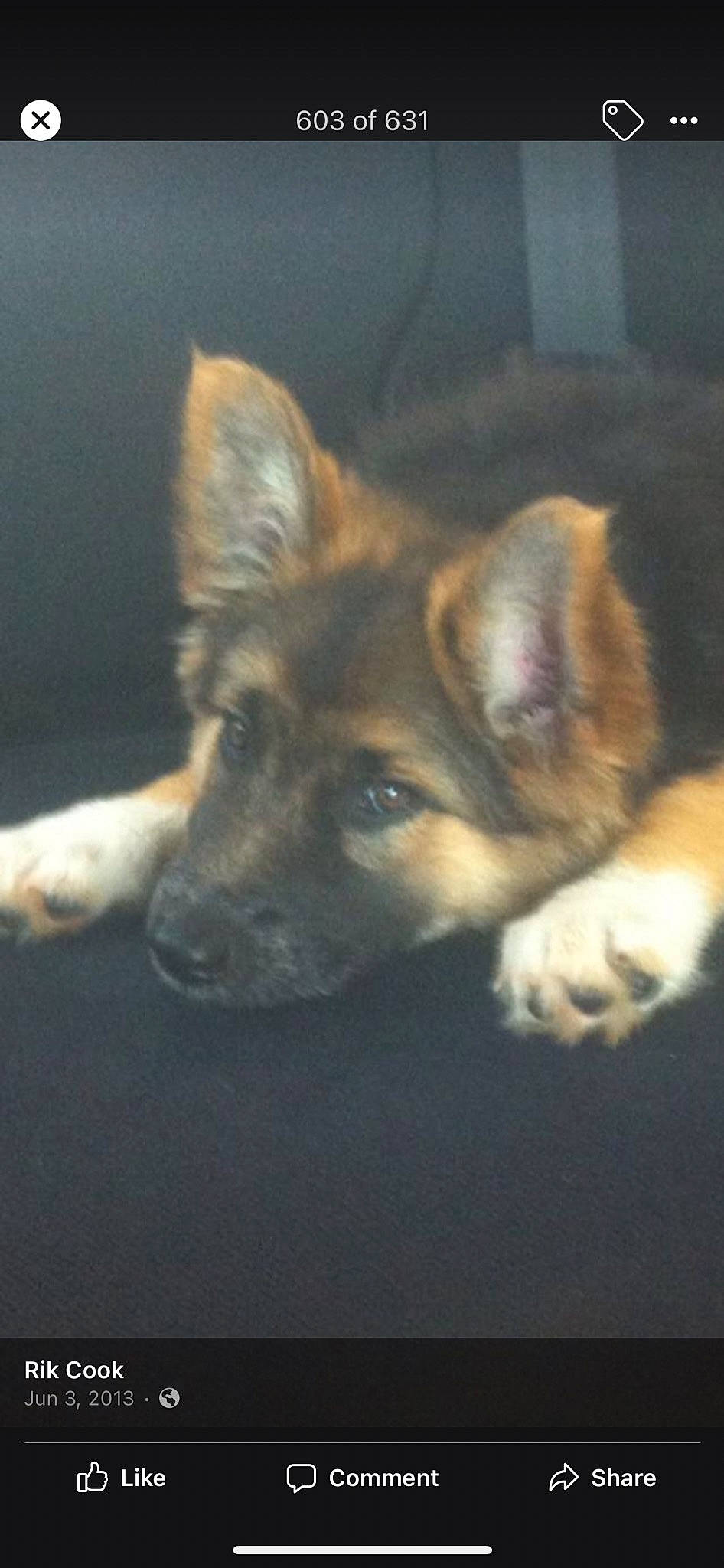 Lana is registered to the contest to win money with this photo: canidae, carnivore, companion_dog, darkness, dog, dog_breed, fawn, fur, herding_dog, non_sporting_group, snout, terrestrial_animal, whiskers, working_animal, working_dog