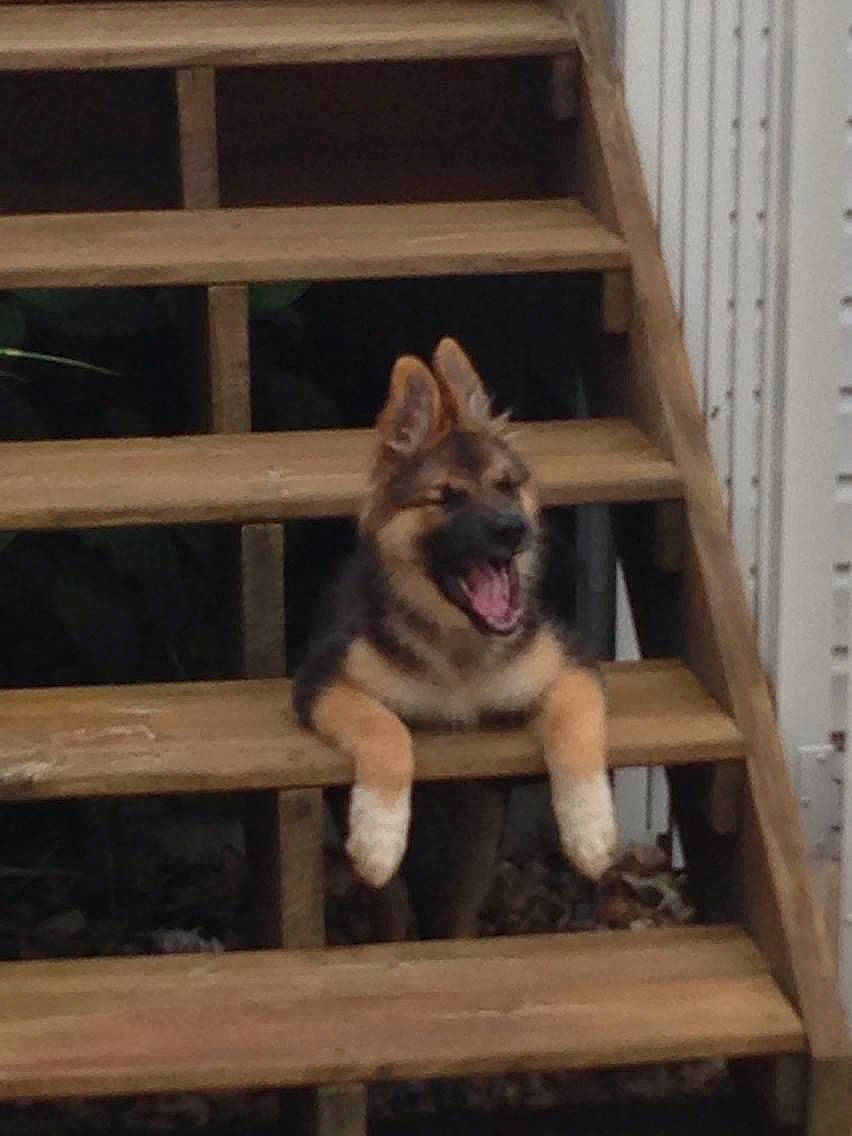 Lana is registered to the contest to win money with this photo: biting, canidae, canis, carnivore, companion_dog, dog, dog_breed, fawn, felidae, fence, fur, hardwood, marsupial, paw, small_to_medium_sized_cats, snout, sporting_group, terrestrial_animal, whiskers, wood