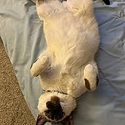 Fergus joined the competition — help win amazing prizes! cat, pet, lying_down, fluffy, white_fur, brown_patches, blue_collar, bed, sheet, carpet, indoor, cute, relaxed, animal, whiskers, paw, face, ears, fur, looking_up
