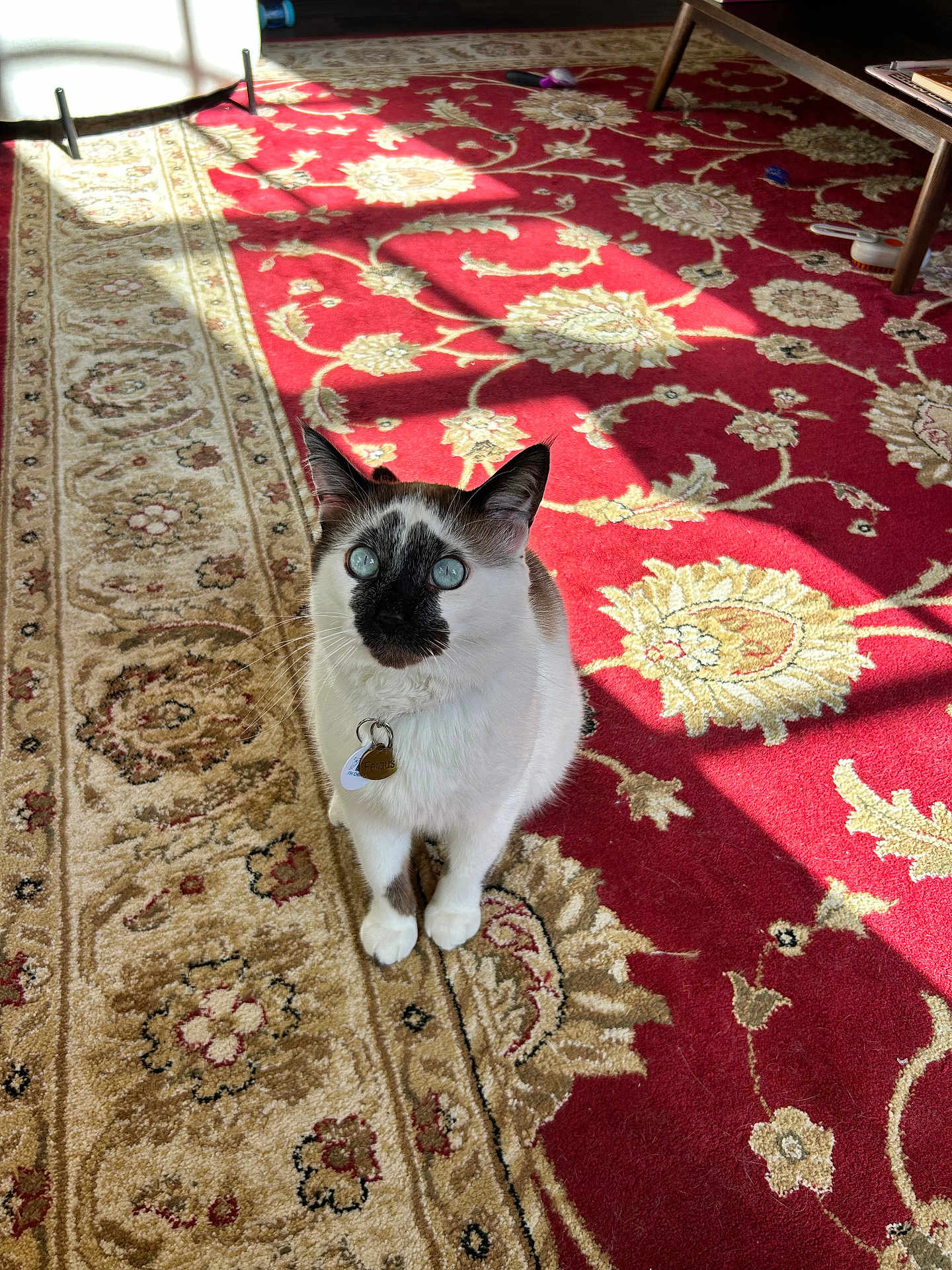 Fergus joined the competition — help win amazing prizes! cat, indoor, carpet, patterned_rug, sunlight, blue_eyes, pet, domestic_cat, white_fur, black_marking, floor, window_light, collar, tag, feline, looking_up, shadow, home, animal, curious