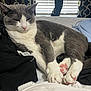 cat, gray_cat, white_cat, pink_paw_pads, bed, blanket, clothes, window_blinds, indoor, relaxed, sleepy, pet, feline, fur, paw, domestic_animal, resting, cozy, soft_light, home
