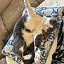 cat, gray_and_white, cushion, floral_pattern, couch, indoor, pet, paw, relaxed, cute, cozy, fur, whiskers, pink_paw_pads, looking_at_camera, stretching, soft_texture, domestic_cat, resting, comfortable