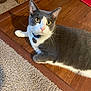 cat, gray_cat, white_cat, pet, collar, tag, carpet, wooden_floor, floor_transition, indoor, curious, lying_down, feline, whiskers, ears, eyes, domestic_cat, household, flooring, animal