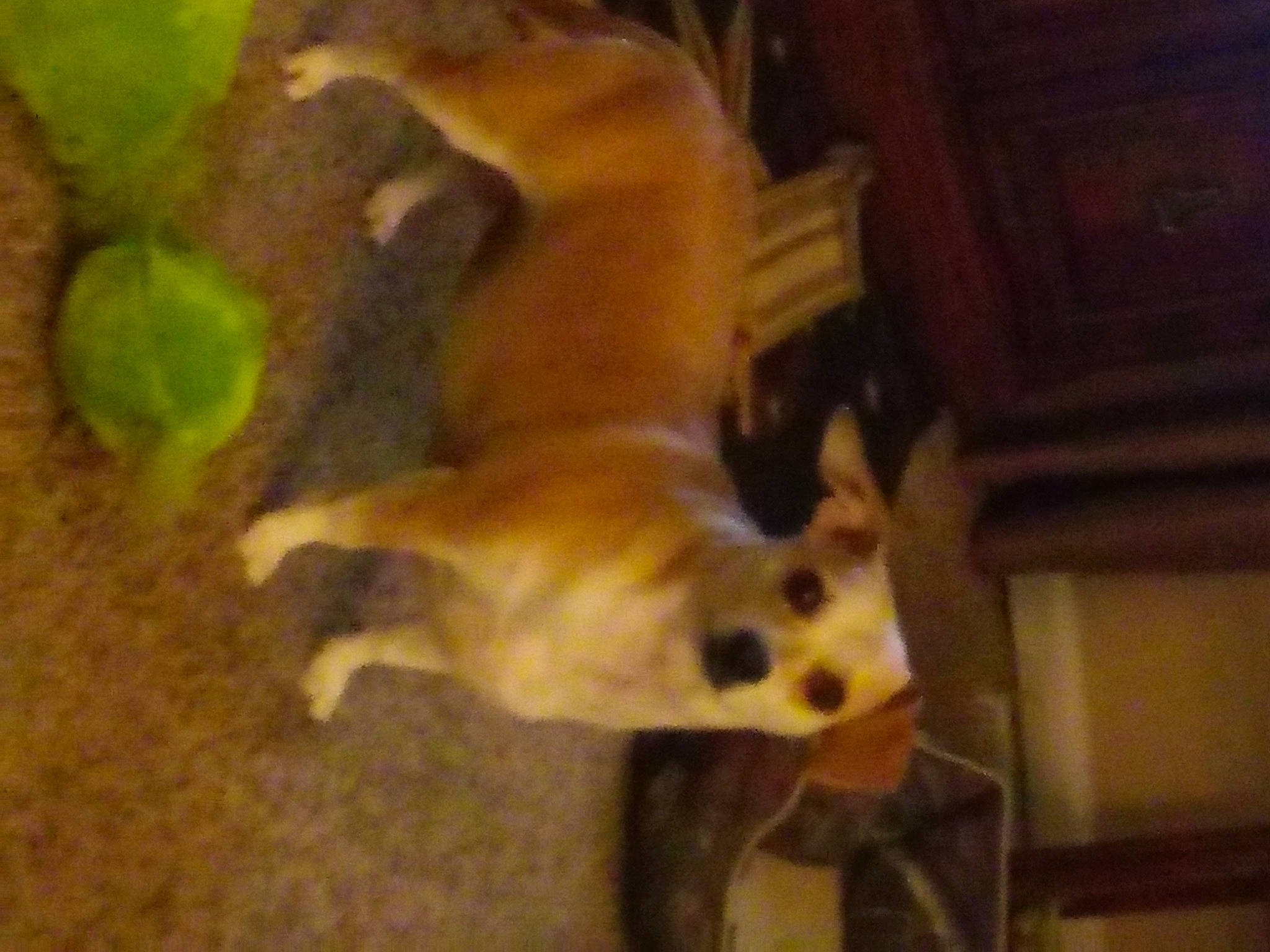 Bam-bam joined the competition — help win amazing prizes! cabinetry, canidae, carnivore, cat, companion_dog, dog_breed, fawn, felidae, fur, hardwood, non_sporting_group, paw, siamese, small_to_medium_sized_cats, sporting_group, tail, terrestrial_animal, whiskers, wood