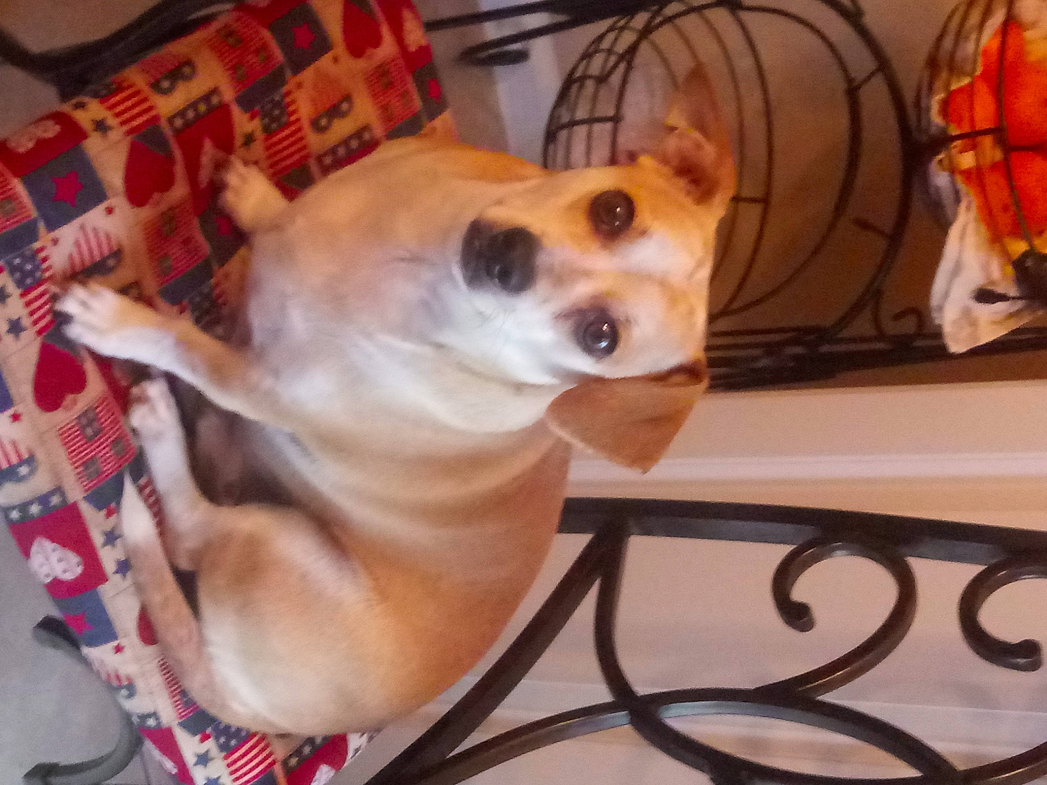 Bam-bam is registered to the contest to win money with this photo: canidae, carnivore, chair, collar, companion_dog, dog, dog_breed, dog_collar, dog_supply, door, ear, fawn, paw, pet_supply, snout, sporting_group, tail, whiskers, wood, working_animal