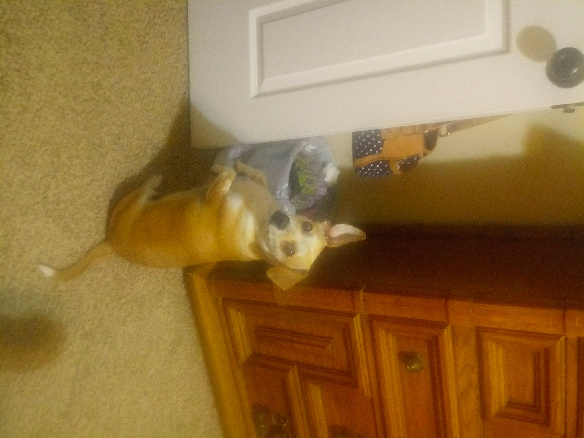 Bam-bam joined the competition — help win amazing prizes! carnivore, ceiling, companion_dog, dog_breed, felidae, flooring, fur, hardwood, molding, paw, plaster, room, small_to_medium_sized_cats, tail, varnish, wood, wood_stain