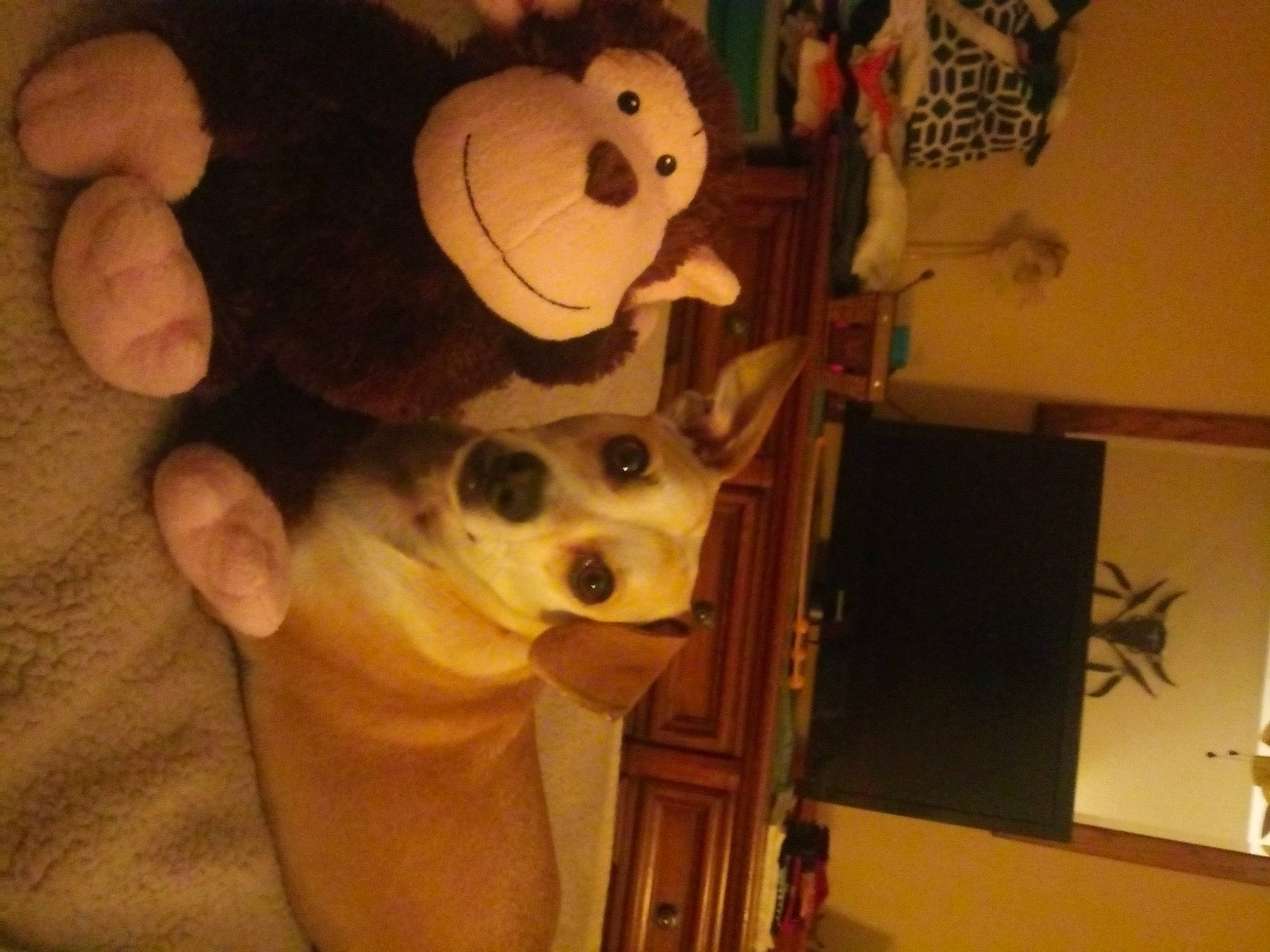 Bam-bam joined the competition — help win amazing prizes! bone, carnivore, companion_dog, dog, dog_breed, dog_supply, eyewear, fawn, fur, goggles, picture_frame, skull, snout, sunglasses, t_shirt, toy, toy_dog, whiskers, wood, working_animal