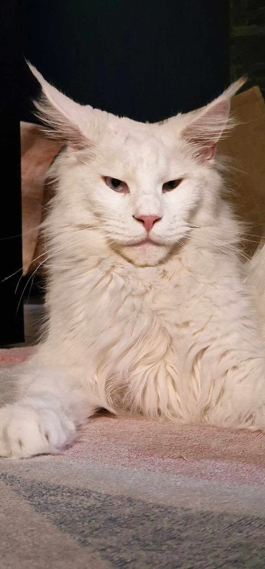 Ragnar a rejoint le concours — aidez-le/la à gagner de superbes lots ! cat, maine_coon, white_cat, fluffy, long_fur, pet, animal, indoor, carpet, relaxed, close_up, portrait, feline, ears, whiskers, paw, laying_down, household, cute, domestic_animal