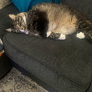 Rocky joined the competition — help win amazing prizes! cat, fluffy, couch, indoor, relaxed, pet, feline, home, living_room, pillow, carpet, resting, animal, cozy, fur, tabby, white_paws, sleepy, domestic, soft