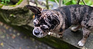 Ayka participe au concours pour gagner de l'argent avec cette photo : dog, brindle, moss, stone, ledge, fence, metal, outdoor, pavement, wet, reflection, greenery, blurred_background, curious, pet, canine, ears, closeup, nature, daylight