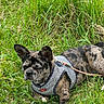 Ayka a rejoint le concours — aidez-le/la à gagner de superbes lots ! dog, brindle, harness, leash, grass, outdoor, pet, canine, relaxed, sunlight, nature, animal, cute, laying, greenery, fur, ears, snout, summer, resting