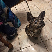 Ayka a rejoint le concours — aidez-le/la à gagner de superbes lots ! dog, brindle, indoor, tile_floor, person, jeans, chair, footwear, boot, curious, pet, looking_up, ears, collar, floor, shadow, furniture_leg, casual, domestic, cute