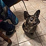 dog, brindle, indoor, tile_floor, person, jeans, chair, footwear, boot, curious, pet, looking_up, ears, collar, floor, shadow, furniture_leg, casual, domestic, cute