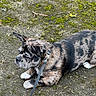 Ayka a rejoint le concours — aidez-le/la à gagner de superbes lots ! dog, brindle, leash, outdoor, concrete, moss, pet, animal, canine, lying_down, collar, paws, fur, side_view, nature, quiet, waiting, calm, companion, closeup
