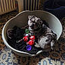 Bouriquot participe au concours pour gagner de l'argent avec cette photo : dog, pet_bed, toy, indoor, floor, patterned_floor, brindle, pet, canine, looking_up, cozy, comfortable, animal, playful, household, black_blanket, plastic_bed, colorful_toys, curious, radiator