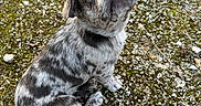 Bouriquot participe au concours pour gagner de l'argent avec cette photo : animal, canine, curious, cute, dog, ears, eyes, fur, gravel, ground, head_tilt, merle, moss, nose, outdoor, pet, puppy, sitting, small_dog, young