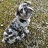 Bouriquot participe au concours pour gagner de l'argent avec cette photo : puppy, dog, merle, sitting, outdoor, curious, head_tilt, moss, gravel, ground, small_dog, pet, animal, cute, fur, ears, eyes, nose, young, canine