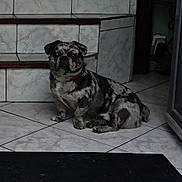 Bouriquot a rejoint le concours — aidez-le/la à gagner de superbes lots ! animal, canine, companion, curious, dog, domestic_animal, floor_tile, house, indoor, marbled_coat, pet, portrait, quiet, red_collar, resting, sitting, small_dog, stairs, step, tile_floor