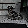 animal, canine, companion, curious, dog, domestic_animal, floor_tile, house, indoor, marbled_coat, pet, portrait, quiet, red_collar, resting, sitting, small_dog, stairs, step, tile_floor