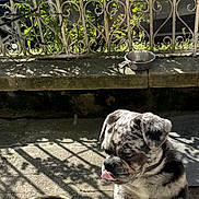 Bouriquot participe au concours pour gagner de l'argent avec cette photo : puppy, dog, brindle, tongue_out, outdoor, sunlight, shadow, iron_fence, water_bowl, concrete, cute, pet, young_dog, animal, playful, curious, daylight, garden, fence, nature