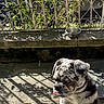 puppy, dog, brindle, tongue_out, outdoor, sunlight, shadow, iron_fence, water_bowl, concrete, cute, pet, young_dog, animal, playful, curious, daylight, garden, fence, nature