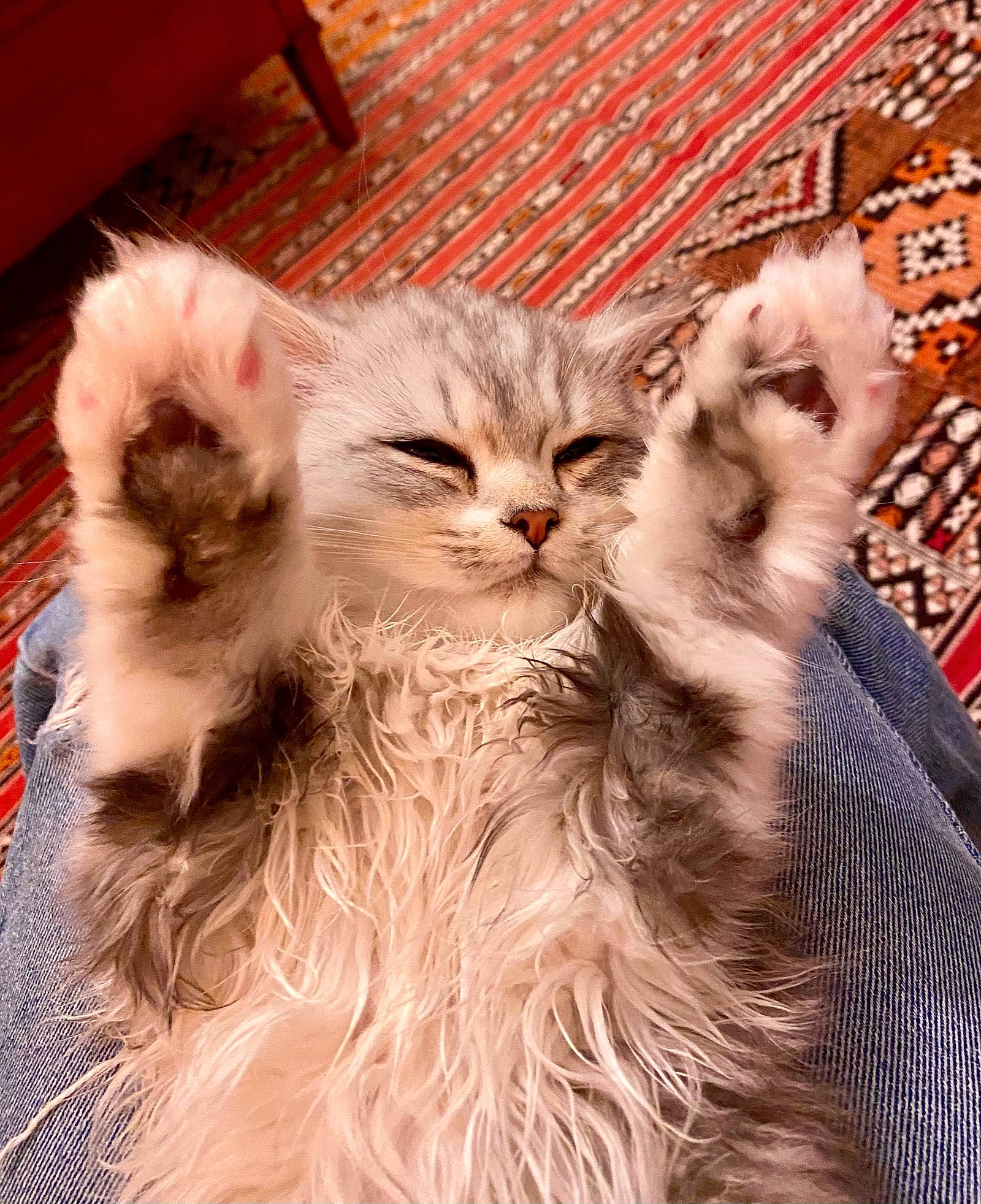 Rockeur participe au concours pour gagner de l'argent avec cette photo : carnivore, cat, claw, comfort, domestic_short_haired_cat, fawn, felidae, fur, gesture, mammal, paw, photo_caption, plant, small_to_medium_sized_cats, snout, terrestrial_animal, vertebrate, whiskers, wood