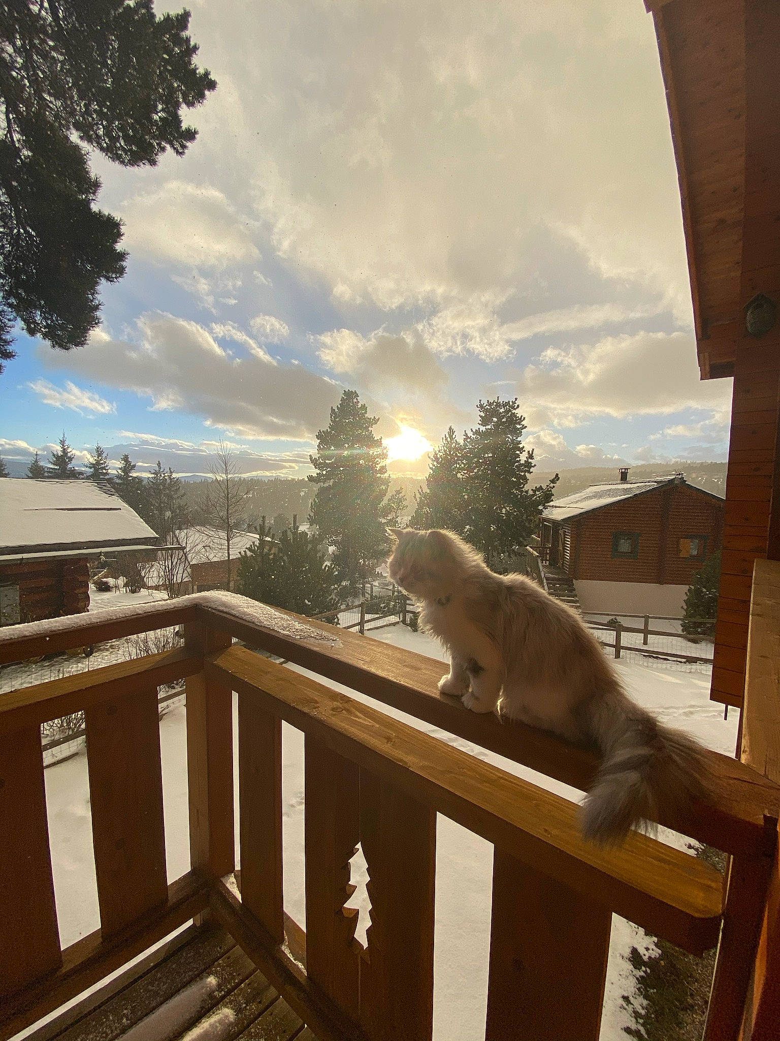 Rockeur participe au concours pour gagner de l'argent avec cette photo : building, carnivore, cat, cloud, daytime, fawn, felidae, light, lighting, line, morning, plant, property, roof, shade, sky, small_to_medium_sized_cats, sunlight, tree, wood