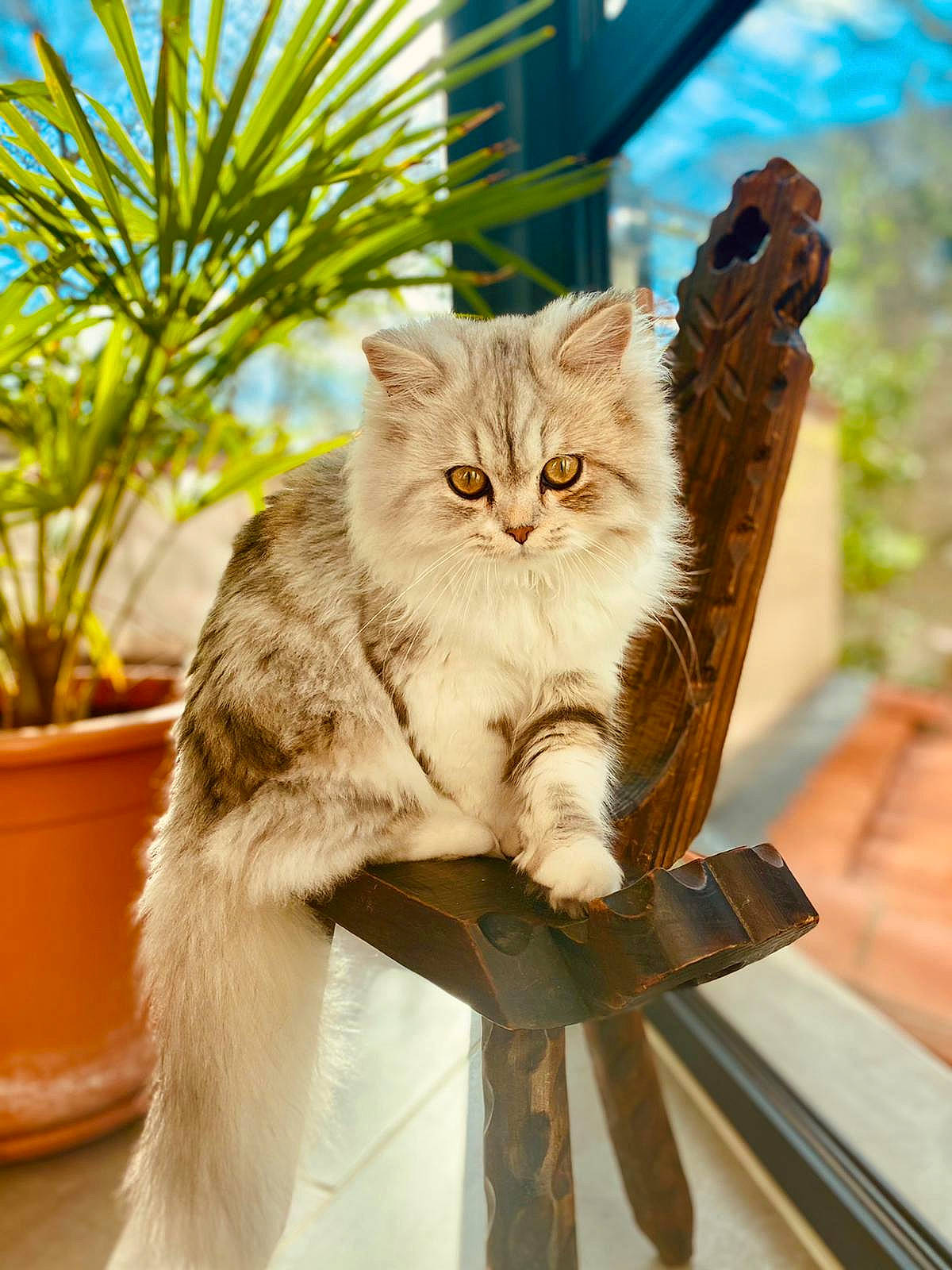 Rockeur a rejoint le concours — aidez-le/la à gagner de superbes lots ! british_longhair, carnivore, cat, claw, domestic_short_haired_cat, fawn, felidae, flowerpot, fur, grass, houseplant, plant, plant_stem, sitting, small_to_medium_sized_cats, snout, tail, whiskers, wildlife, wood