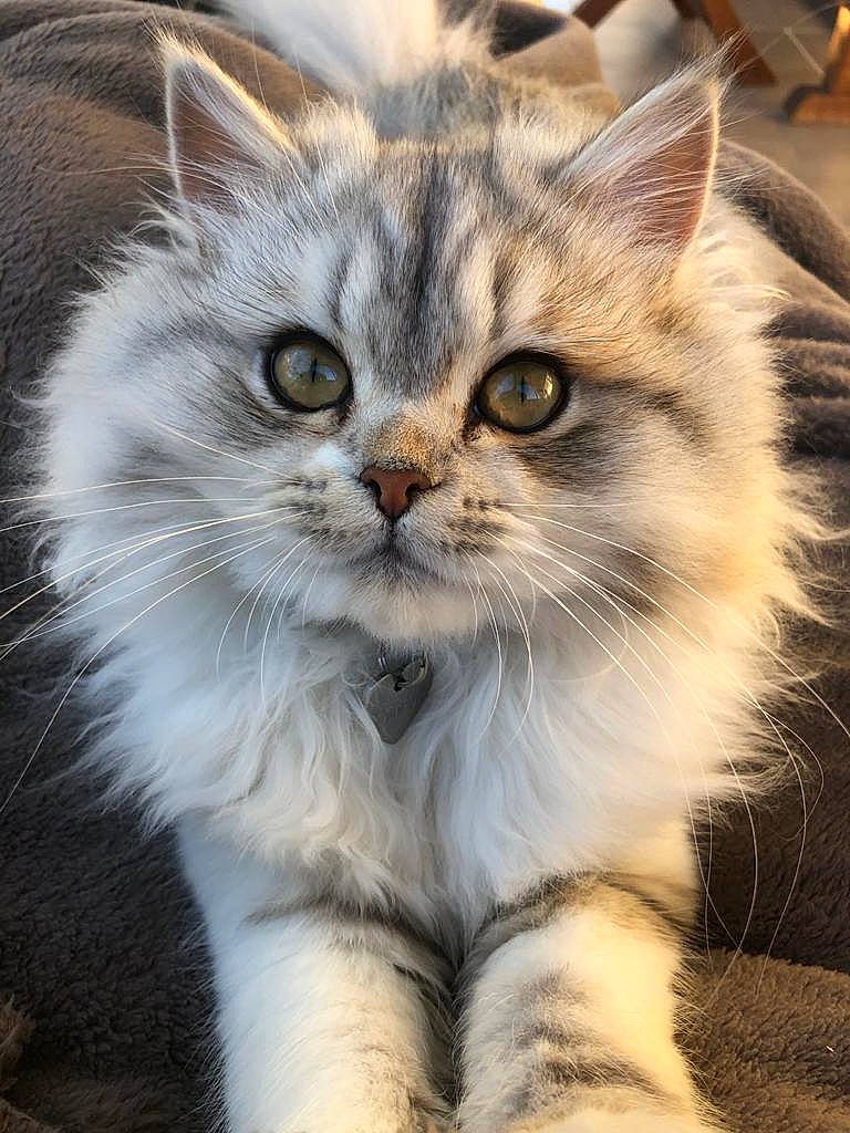 Rockeur participe au concours pour gagner de l'argent avec cette photo : british_longhair, carnivore, cat, claw, domestic_short_haired_cat, fawn, felidae, fur, grass, iris, paw, persian, plant, small_to_medium_sized_cats, snout, terrestrial_animal, whiskers