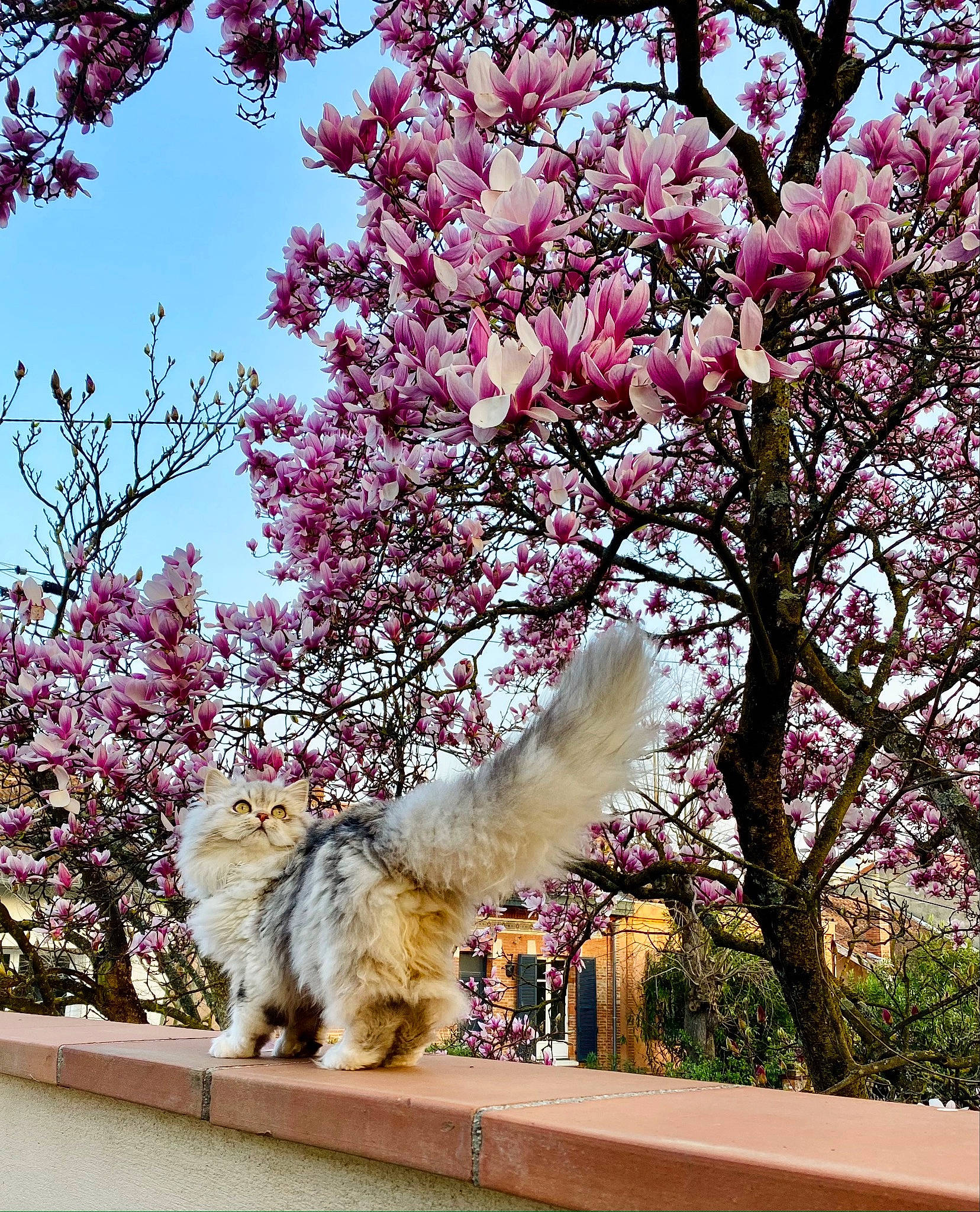 Rockeur a rejoint le concours — aidez-le/la à gagner de superbes lots ! blossom, botany, branch, cat, daytime, fawn, felidae, flower, flowering_plant, grass, leisure, nature, petal, pink, plant, shrub, sky, tail, tree, twig