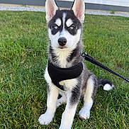 Okami joined the competition — help win amazing prizes! puppy, dog, husky, heterochromia, blue_eye, brown_eye, black_harness, leash, grass, outdoor, building, white_wall, gray_base, sitting, pet, animal, cute, young, ears_up, alert