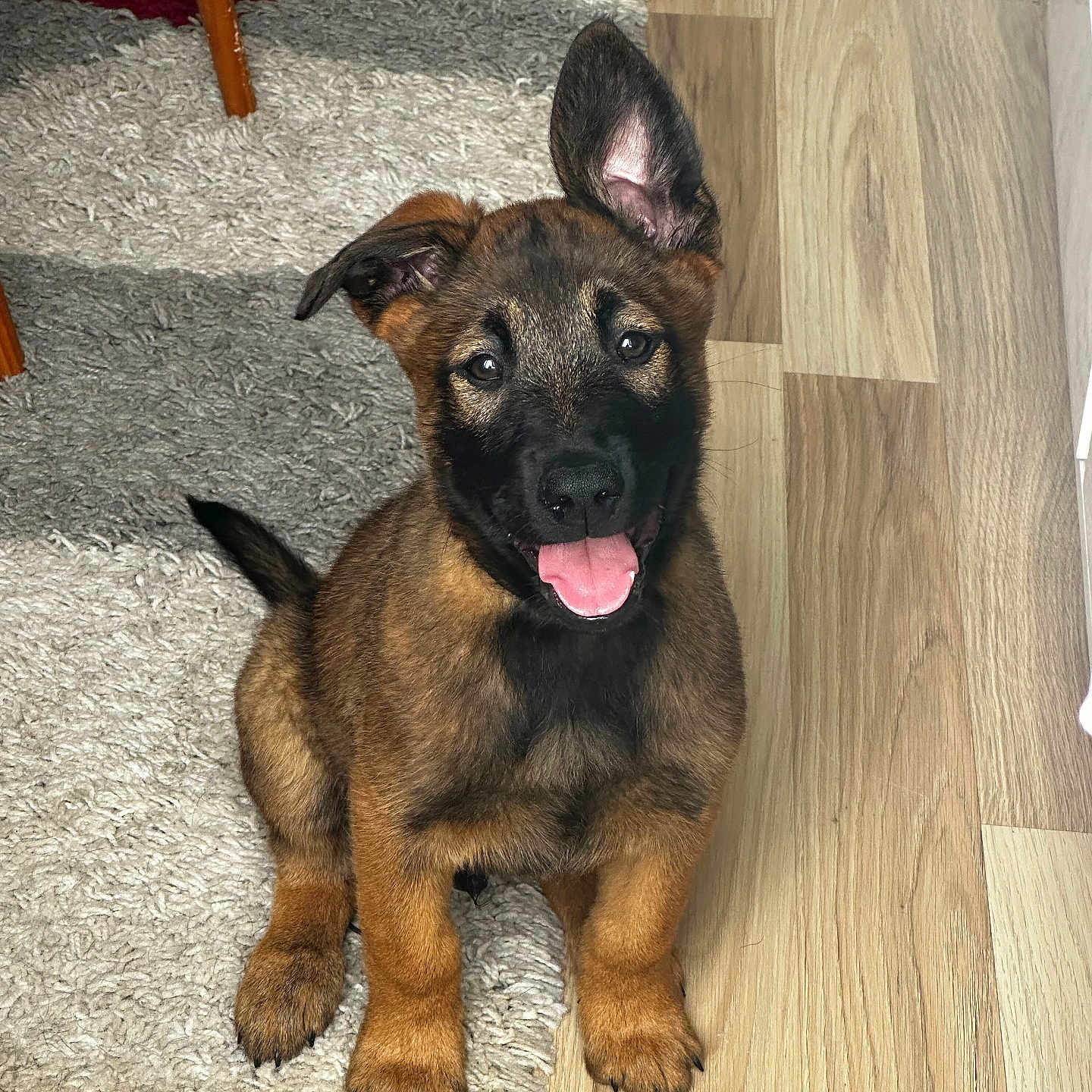 Loki a rejoint le concours — aidez-le/la à gagner de superbes lots ! animal, black, brown, cute, dog, ear_flopped, ear_up, floor, fur, german_shepherd, happy, indoor, paw, pet, puppy, rug, sitting, smiling, tongue_out, young