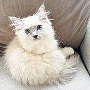 Duchess is registered to the contest to win money with this photo: kitten, cat, fluffy, blue_eyes, curled_up, couch, indoor, pet, cute, feline, soft_fur, whiskers, small_animal, domestic_cat, relaxed, looking_at_camera, light_color, fur_texture, close_up, home