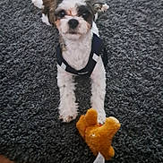 Toby joined the competition — help win amazing prizes! dog, puppy, small_dog, toy, stuffed_toy, black_harness, carpet, indoor, pet, cute, fur, looking, playful, lying_down, brown_toy, wooden_floor, animal, companion, pet_accessory, domestic