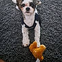 dog, puppy, small_dog, toy, stuffed_toy, black_harness, carpet, indoor, pet, cute, fur, looking, playful, lying_down, brown_toy, wooden_floor, animal, companion, pet_accessory, domestic