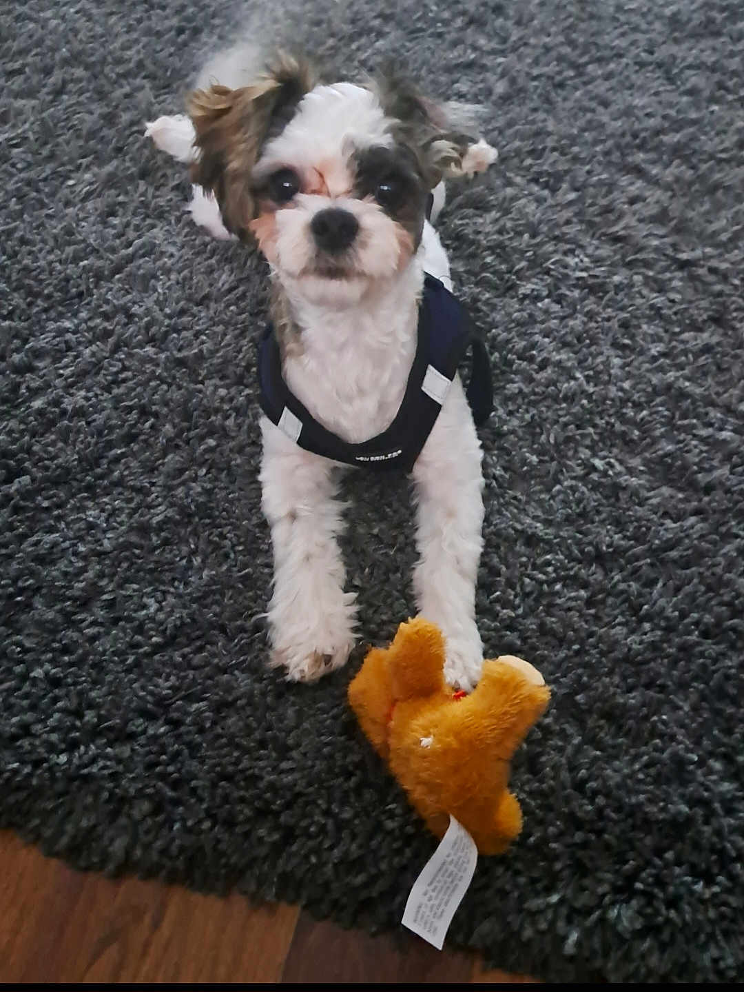 Toby joined the competition — help win amazing prizes! dog, puppy, small_dog, toy, stuffed_toy, black_harness, carpet, indoor, pet, cute, fur, looking, playful, lying_down, brown_toy, wooden_floor, animal, companion, pet_accessory, domestic