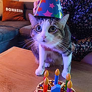 Umi a rejoint le concours — aidez-le/la à gagner de superbes lots ! animal, birthday_cake, candles, cat, celebration, colorful, couch, cute, domestic, fur, indoor, mammal, party_hat, person_hand, pet, pillow, table, toy, wide_eyes, wooden_surface