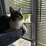 Umi participe au concours pour gagner de l'argent avec cette photo : animal, blinds, cat, closeup, cozy, curious, daylight, domestic_animal, feline, fur, home, indoor, looking_out, natural_light, perch, pet, relaxed, resting, whiskers, window
