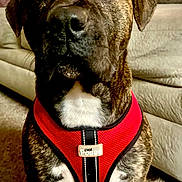 Willis is registered to the contest to win money with this photo: animal, brindle, canine, carpet, closeup, companion, couch, decorative_pillow, dog, domestic_animal, ears, fur, indoor, looking, mammal, nose, pet, red_harness, sitting, whiskers