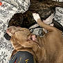 Dougie Fresh joined the competition — help win amazing prizes! animal, bed, blanket, brindle_dog, brown_dog, close_up, companion, cozy, dog, ear, fur, indoor, laying_down, muzzle, patterned, paw, pets, resting, sleeping, snuggling
