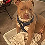 Dougie Fresh joined the competition — help win amazing prizes! animal, blanket, brown_dog, canine, carpet, chain, companion, cute, dog, domestic, furniture, harness, home, household, indoor, laundry_basket, pet, relaxed, seated, white_blanket