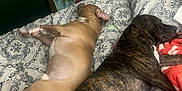 Dougie Fresh is registered to the contest to win money with this photo: animal, artwork, bed, blanket, brindle_dog, brown_dog, comfort, cozy, dog, domestic, furniture, green_wall, indoor, napping, patterned_bedspread, pet, relaxation, resting, sleeping, two_dogs