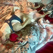 Dougie Fresh is registered to the contest to win money with this photo: animal, bed, blanket, blue_harness, canine, comfort, cozy, dog, domestic, fur, indoor, lying_down, mammal, pet, pink, red, relaxed, resting, sleeping, toy