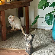 Roxy joined the competition — help win amazing prizes! cat, tabby_cat, white_cat, tail, wooden_table, carpet, wood_floor, houseplant, blue_pot, indoor, playful, pet, feline, domestic, curious, animal, fur, collar, shadow, home